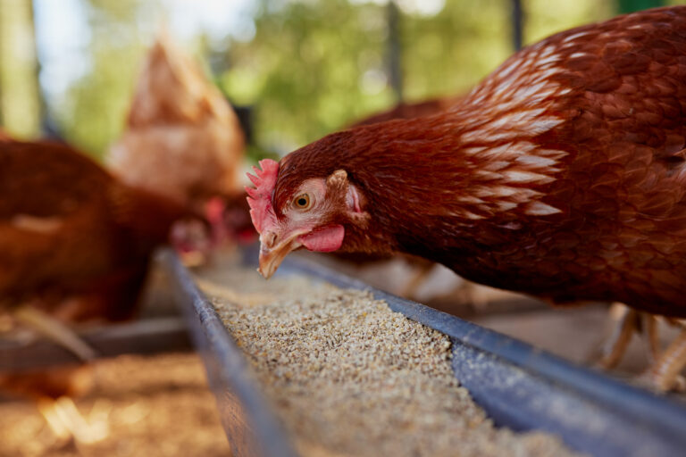 brown chicken eats chicken feed